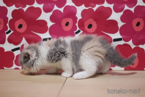 成約済の東京都のスコティッシュフォールド-74024の2枚目