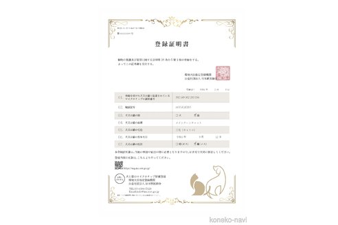 成約済の熊本県のメインクーン-70213の2枚目
