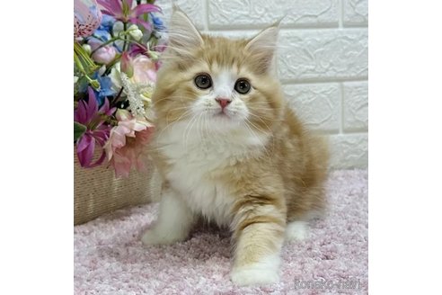 成約済の東京都のラガマフィン-74080の5枚目