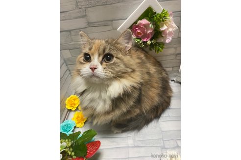 成約済の東京都のミヌエット(短足)-74105の3枚目
