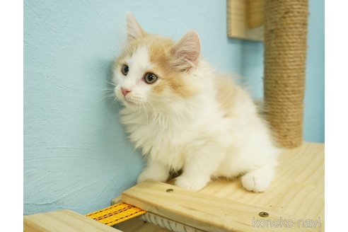 成約済の千葉県のノルウェージャンフォレストキャット-74126の9枚目