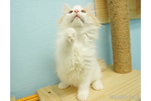 成約済の千葉県のノルウェージャンフォレストキャット-74126の13枚目