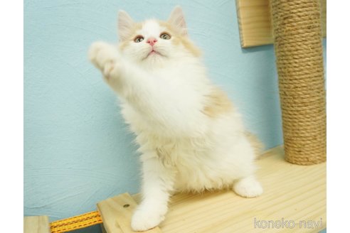 成約済の千葉県のノルウェージャンフォレストキャット-74126の11枚目