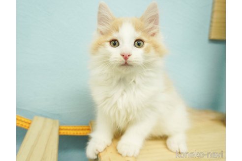 成約済の千葉県のノルウェージャンフォレストキャット-74126の10枚目