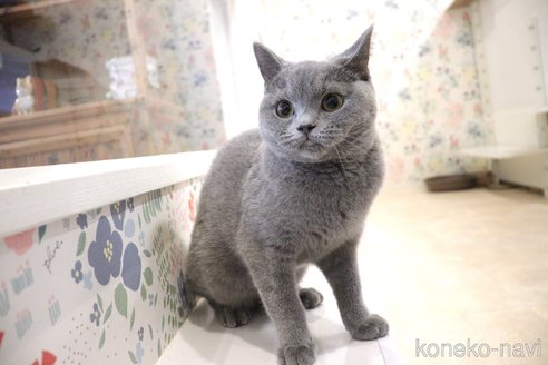 成約済の大阪府のブリティッシュショートヘア-67105の3枚目