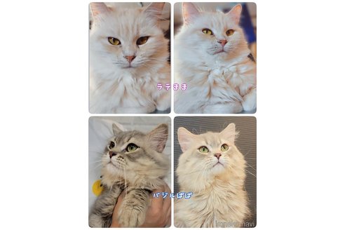 成約済の神奈川県のサイベリアン-74163の7枚目