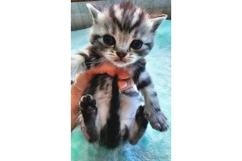 成約済の神奈川県のスコティッシュフォールド-74164の8枚目