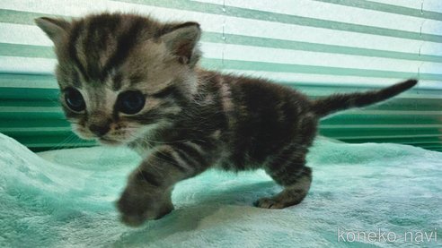 成約済の神奈川県のスコティッシュフォールド-74164の7枚目