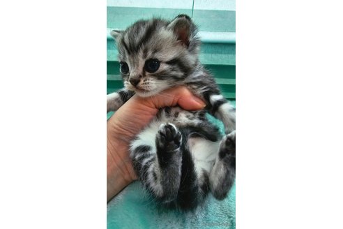 成約済の神奈川県のスコティッシュフォールド-74164の5枚目