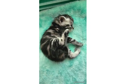 成約済の神奈川県のスコティッシュフォールド-74164の6枚目