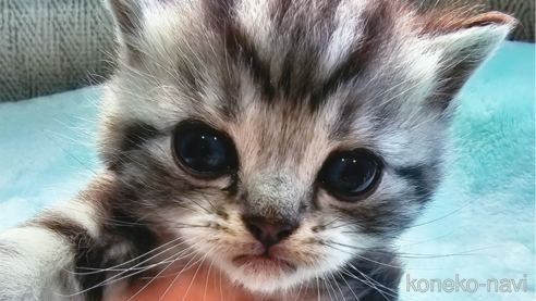 成約済の神奈川県のスコティッシュフォールド-74164の1枚目