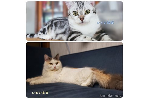 成約済の神奈川県のスコティッシュフォールド-74165の8枚目