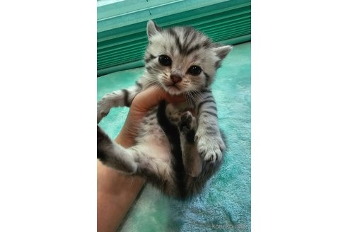 成約済の神奈川県のスコティッシュフォールド-74166の4枚目