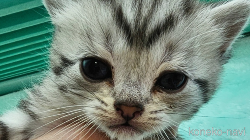 成約済の神奈川県のスコティッシュフォールド-74166