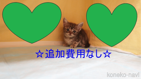 成約済の東京都のアメリカンショートヘア-74179