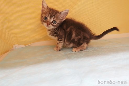 成約済の東京都のアメリカンショートヘア-74179の5枚目