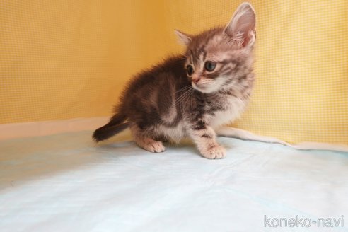 成約済の東京都のアメリカンショートヘア-74179の4枚目