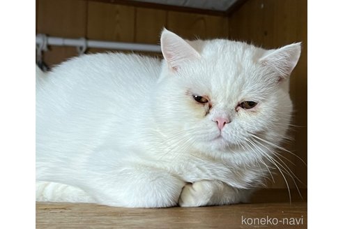 成約済の埼玉県のミックス-62513の24枚目
