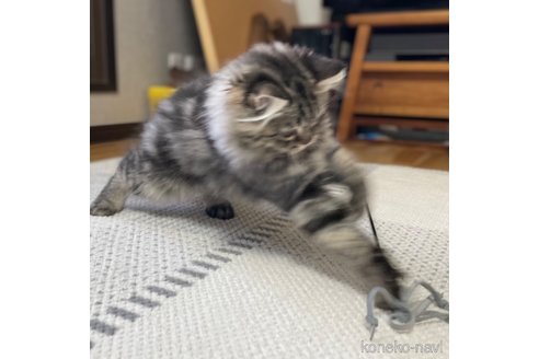 成約済の愛知県のミヌエット-70208の9枚目