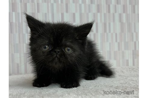 成約済の千葉県のエキゾチックショートヘア-74224の2枚目