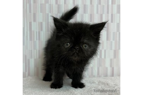 成約済の千葉県のエキゾチックショートヘア-74224の3枚目