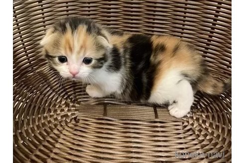 成約済の岐阜県のスコティッシュフォールド(折れ耳)-74251の5枚目