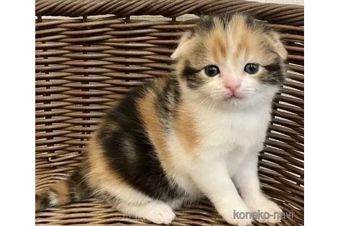 成約済の岐阜県のスコティッシュフォールド(折れ耳)-74251の1枚目