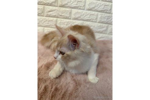 成約済の愛知県のノルウェージャンフォレストキャット-74380の4枚目