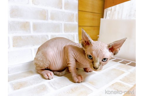 成約済の東京都のスフィンクス-74415の6枚目