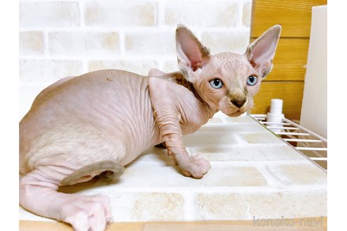 成約済の東京都のスフィンクス-74415の2枚目