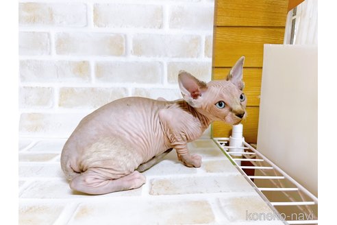 成約済の東京都のスフィンクス-74415の3枚目