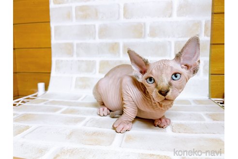 成約済の東京都のスフィンクス-74415の4枚目