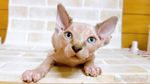 成約済の東京都のスフィンクス-74415の1枚目