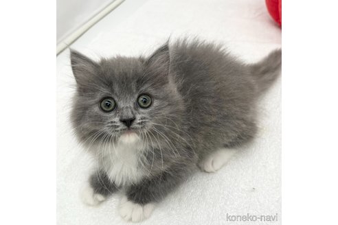 成約済の愛知県のラガマフィン-74416の2枚目