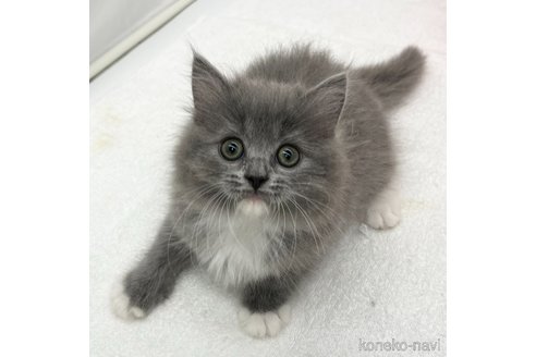 成約済の愛知県のラガマフィン-74416の3枚目