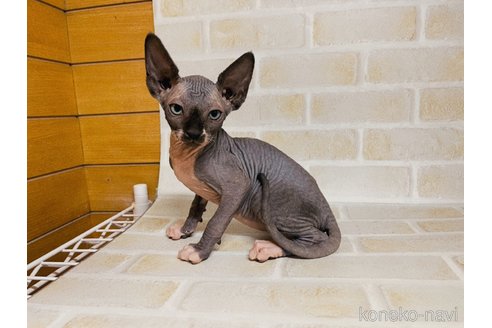 成約済の東京都のスフィンクス-74417の6枚目