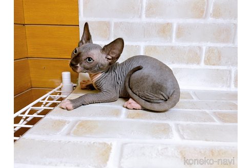 成約済の東京都のスフィンクス-74417の7枚目