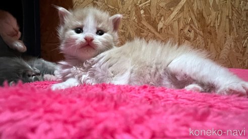 成約済の鹿児島県のラガマフィン-74037の1枚目