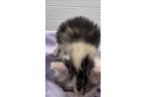 成約済の埼玉県のメインクーン-74431の3枚目