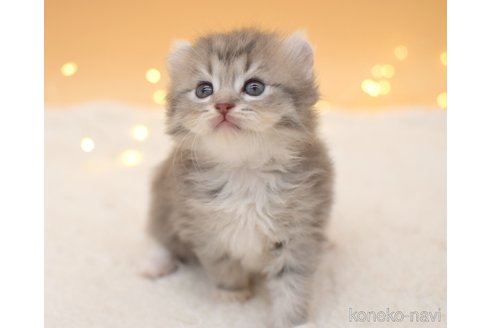 栃木県のアメリカンカール|女の子・2023/12/28生まれ・母猫に 栃木県のアメリカンカール|女の子・2023/12/28生まれ・母猫に