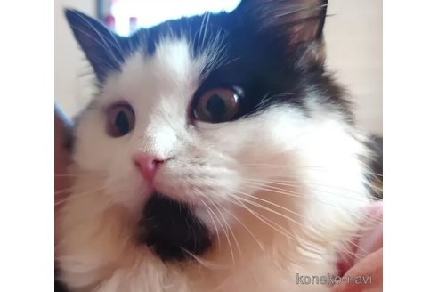 成約済の愛知県のミヌエット(短足)-74488の4枚目