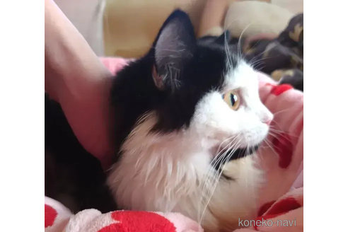 成約済の愛知県のミヌエット(短足)-74488の2枚目