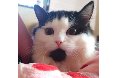 成約済の愛知県のミヌエット(短足)-74488の1枚目