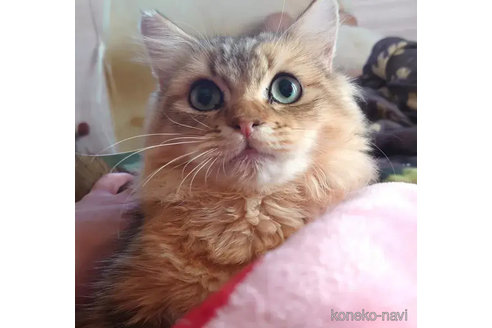 成約済の愛知県のペルシャ(チンチラ)-74489の4枚目