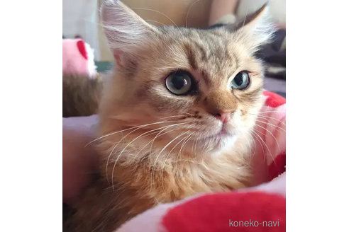 成約済の愛知県のペルシャ(チンチラ)-74489