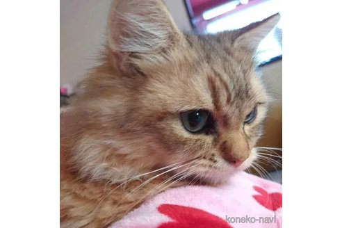 成約済の愛知県のペルシャ(チンチラ)-74489の3枚目