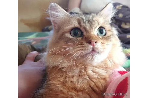 成約済の愛知県のペルシャ(チンチラ)-74489の5枚目