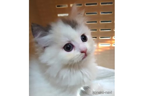 成約済の愛知県のスコティッシュフォールド-74490の4枚目