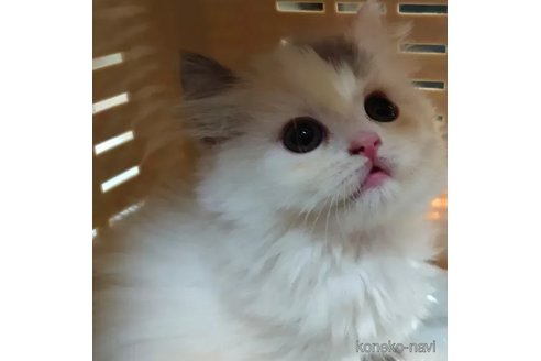 成約済の愛知県のスコティッシュフォールド-74490