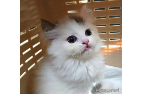 成約済の愛知県のスコティッシュフォールド-74490の3枚目